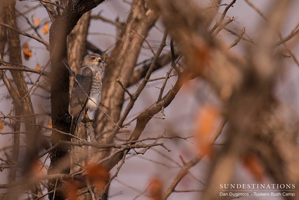 Juvenile little sparrowhawk