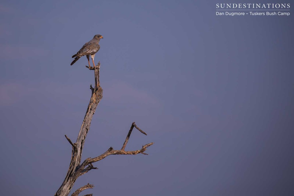 Juvenile pale-chanting goshawk