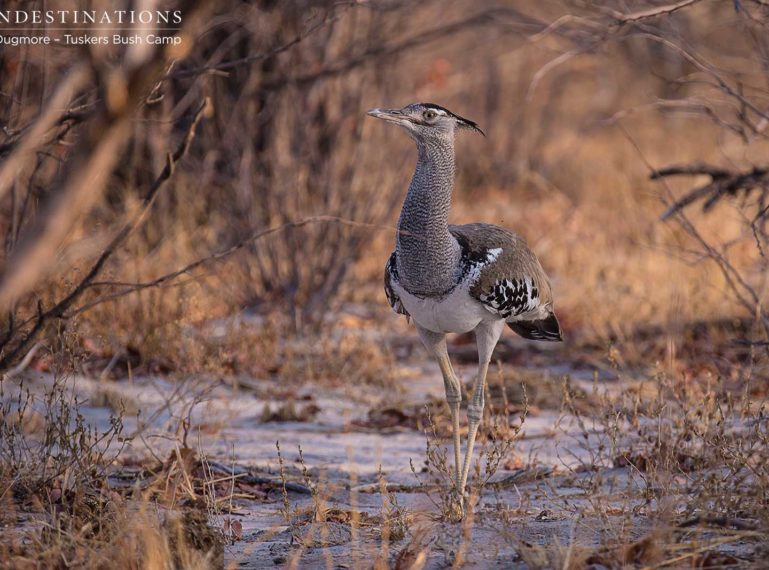 Tuskers Birding Checklist: Special Features!