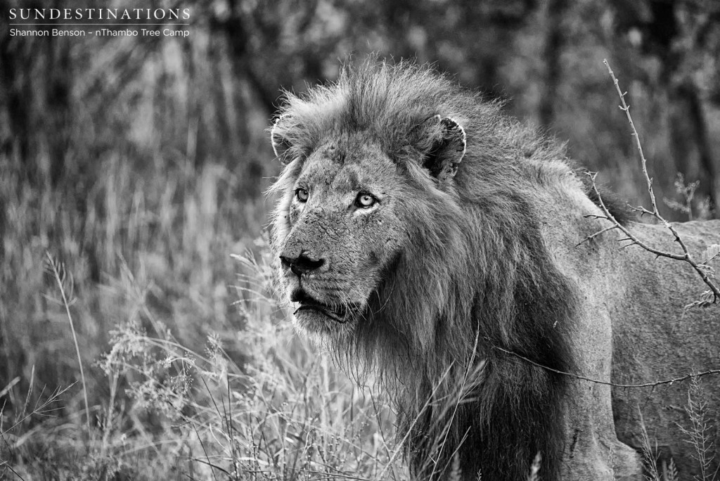 Last remaining Trilogy male lion