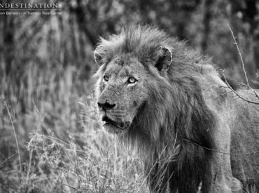 As we know, male lions spend their lives fighting for territory and dominance of prides, but we can’t help but feel some sense of disbelief when we see it happen in front of our eyes. What’s happened in our neck of the woods in the Klaserie over the weekend has left us confident that we […]