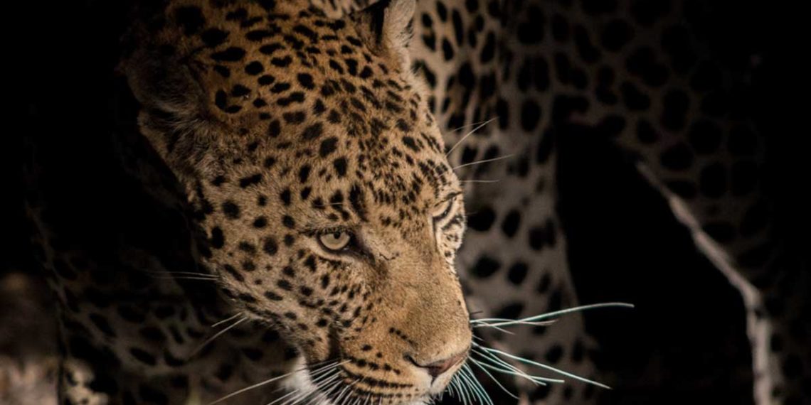 A Big Hello to Mambiri the Male Leopard at Umkumbe