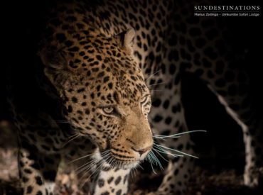 Two unidentified leopards traversed their way onto Umkumbe territory, giving no indication of where they were headed. Like ghosts in the night and passing ships, the elusive disappeared without a trace. Both leopards were seen on different occasions and sightings were sporadic. There are often random sightings of new leopards and ones that don’t hang around […]