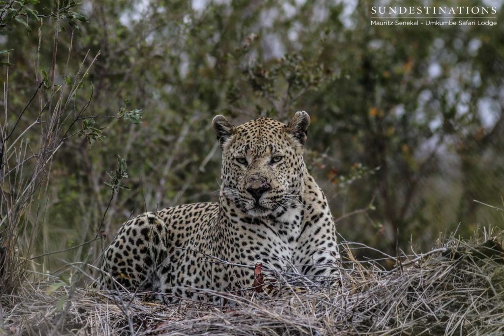 Mxabene after a fight with Kaxane male leopard