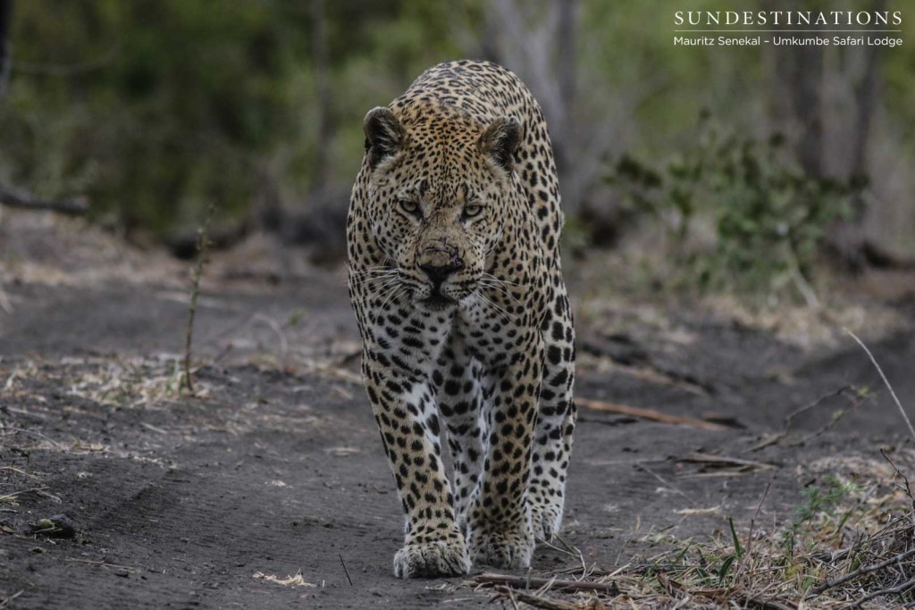 Mxabene after a fight with Kaxane male leopard