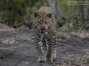We caught up with Umkumbe Safari Lodge field guide, Mauritz Senekal, and discovered some enchanting images of Mxabene male leopard from a couple of months back when he was seen patrolling his territory that crosses over our traverse. His classic, unmistakable face and domineering presence in this region of the Sabi Sand make him a […]