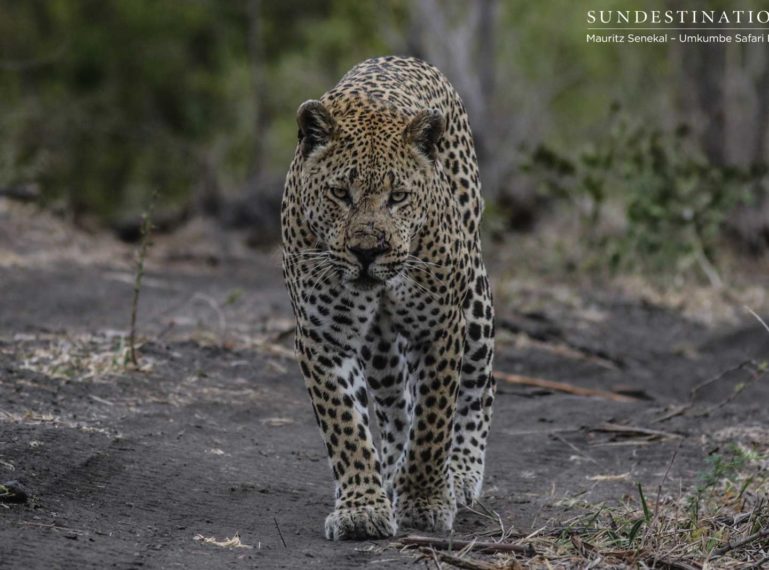 Mxabene’s Battle with Kaxane Male Leopard