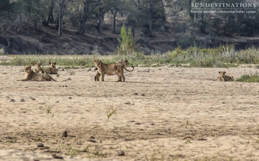 A moment in time with 6 young females from the Mhangeni Pride, spread out in the Sand River bed.