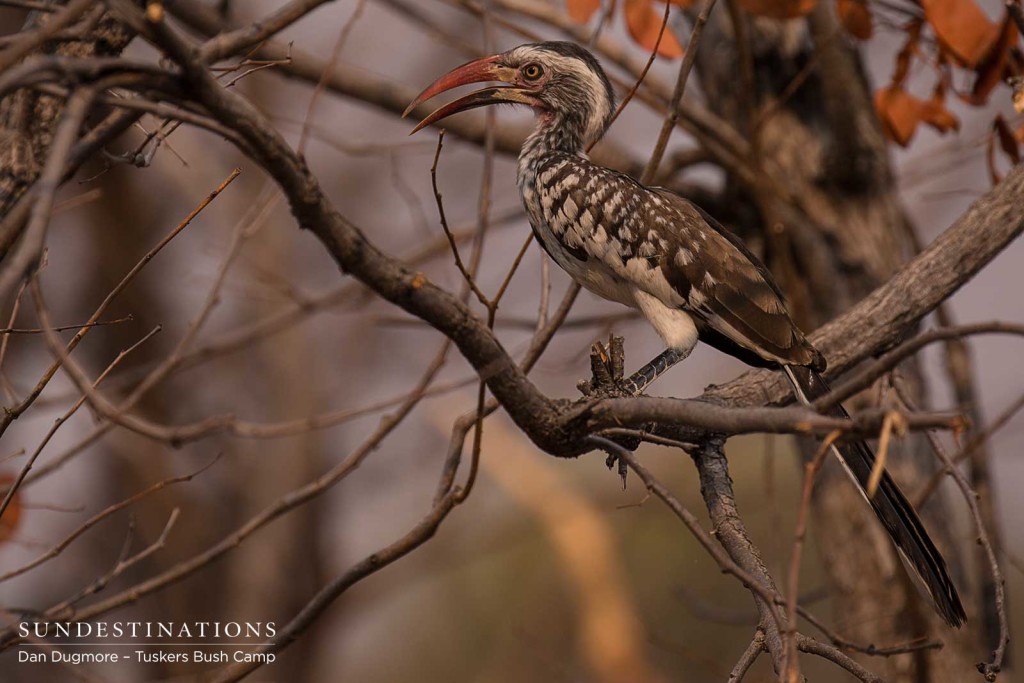 Red-billed hornbill