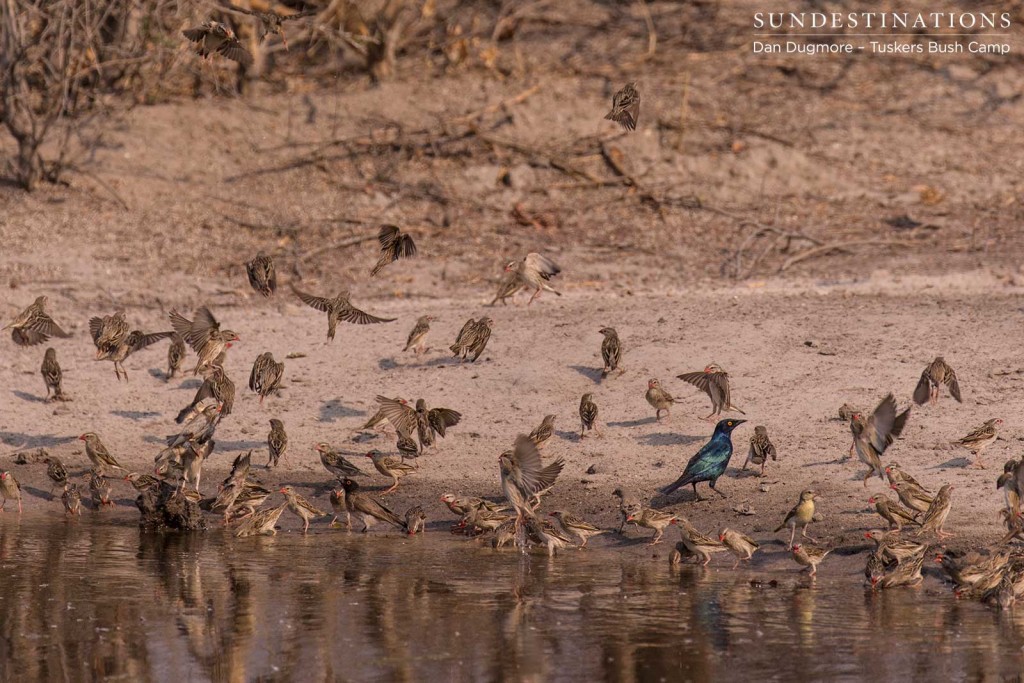 Red-billed queleas and Cape glossy starling