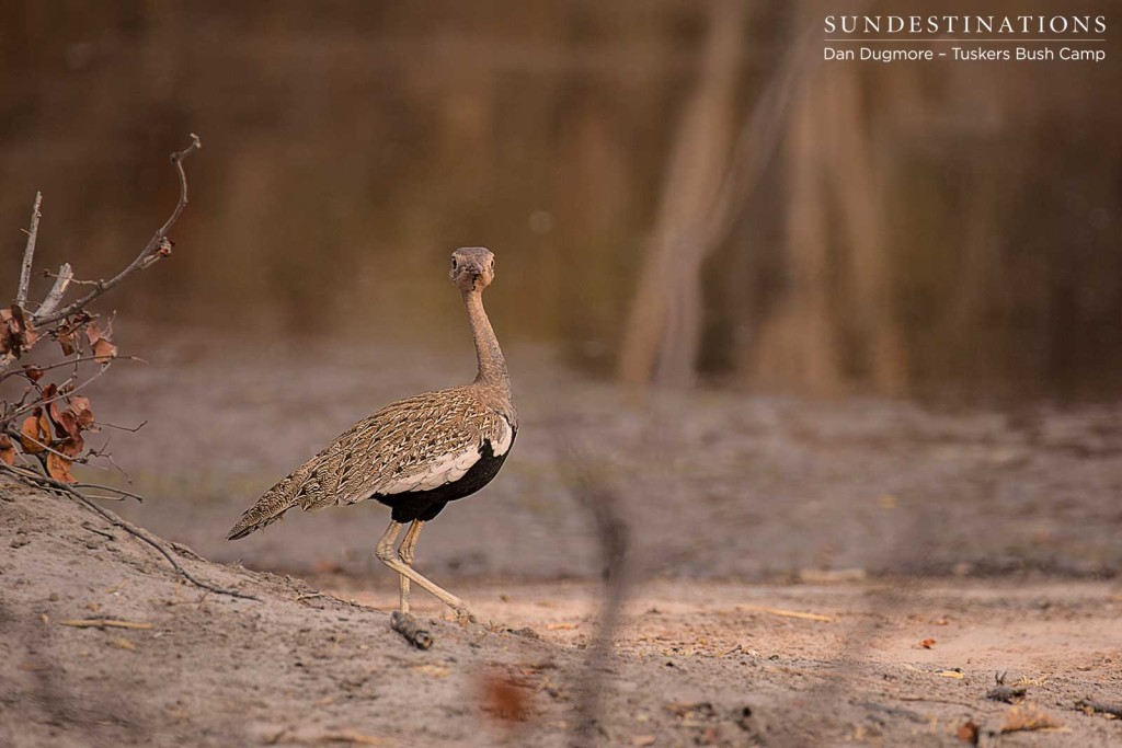 Red-crested korhaan