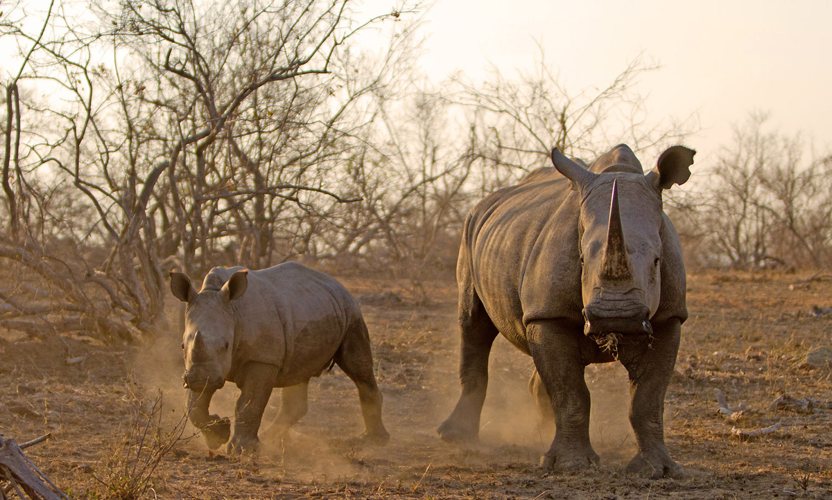 Rhino and Calf