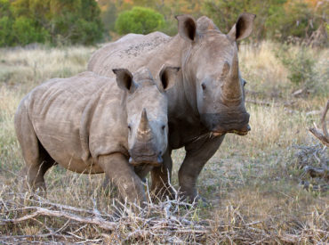 There are over 2000 delegates from around the world currently attending the CITES (CoP17) conference in Sandton, Johannesburg. CITES stands for “Convention on International Trade in Endangered Species of Wild Fauna and Flora” and its aim is to ensure that international trade in wildlife and plants does not bring them to the brink of extinction! […]