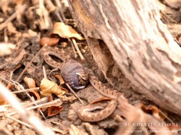 This is a fantastic example of how unpredictable a game drive can be, and how paying attention to the signs and sounds of the bush can lead to an epic, once-in-a-lifetime sighting! Regular guests, Mike and Fiona Clark, are back at their familiar holiday spot in the Klaserie – nThambo Tree Camp. After plenty of […]