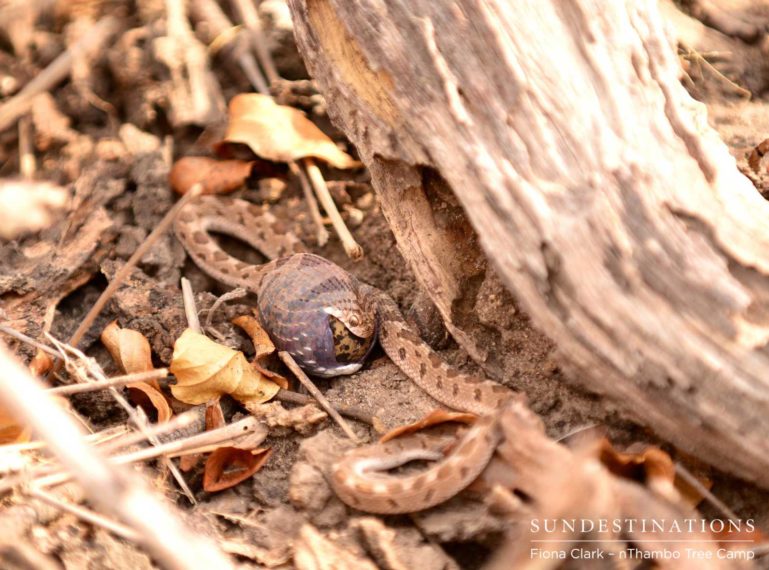 Snake Eating Bird’s Egg Seen on Safari with nThambo