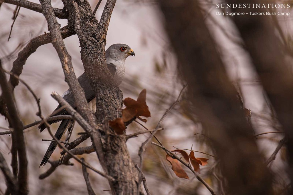 Shikra 