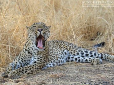 The north of Botswana is a vast, interconnected wilderness of protected lands. While lodges and camps dot the Moremi and Chobe, in the neighbouring private concession, you are completely alone. Tuskers Bush Camp is the only place to stay in the entire 365,000 square hectare wilderness area, offering a boutique luxury experience with only six […]