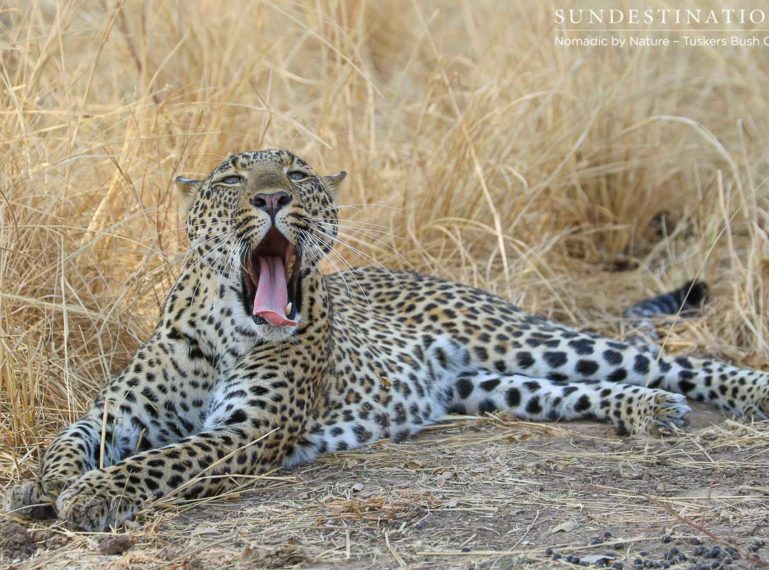 A Goodnight Kiss from a Leopard – Tuskers Bush Camp