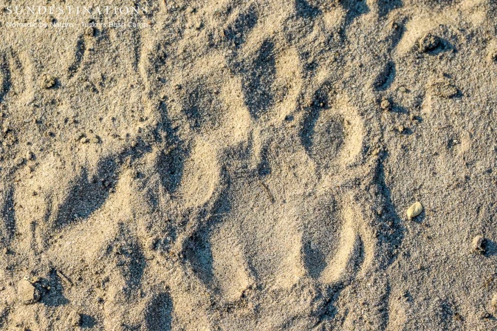 Leopard print in the sand at Tuskers Bush Camp