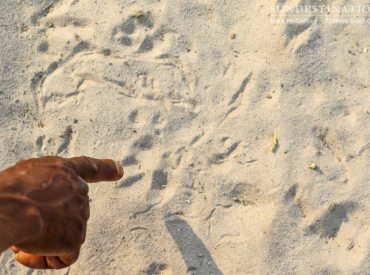 Just after dawn, in the soft morning light, the white sands around Tuskers Bush Camp are firm from the cool night air. It makes the wildlife tracks distinctive, and a walking safari through the bush both exciting and educational. While walking safaris are limited in the major National Parks in Botswana, in the Moremi East […]