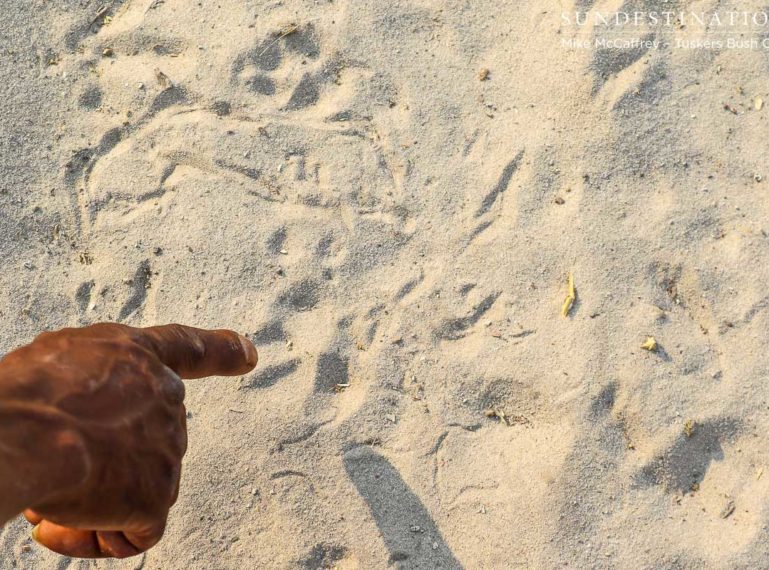 Learning to Track Wildlife in Botswana at Tuskers Bush Camp