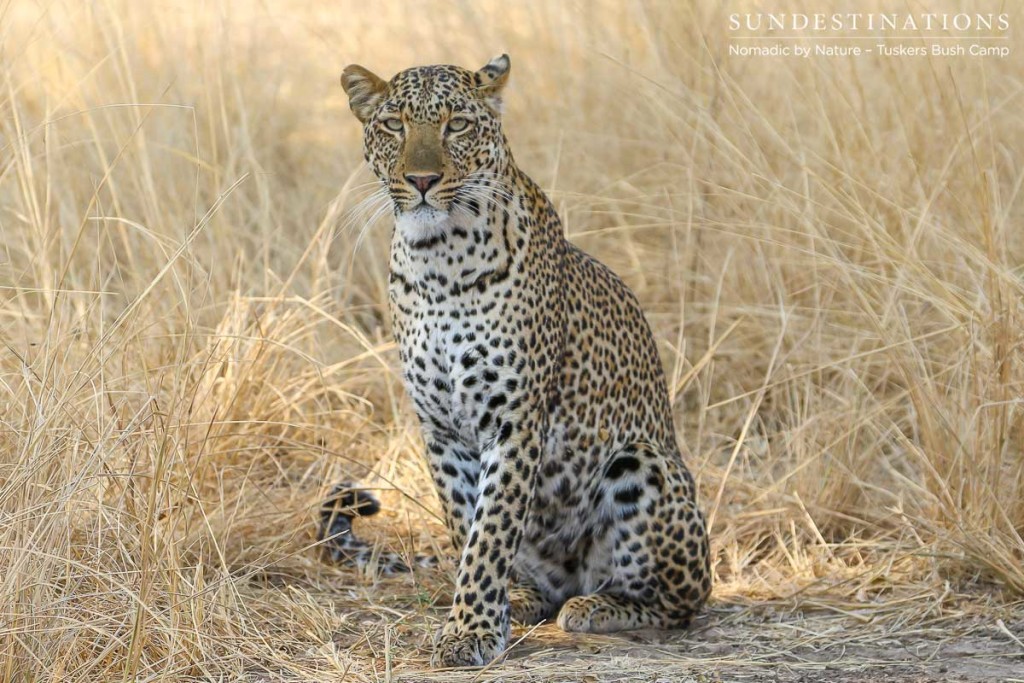 Leopard at Tuskers Bush Camp