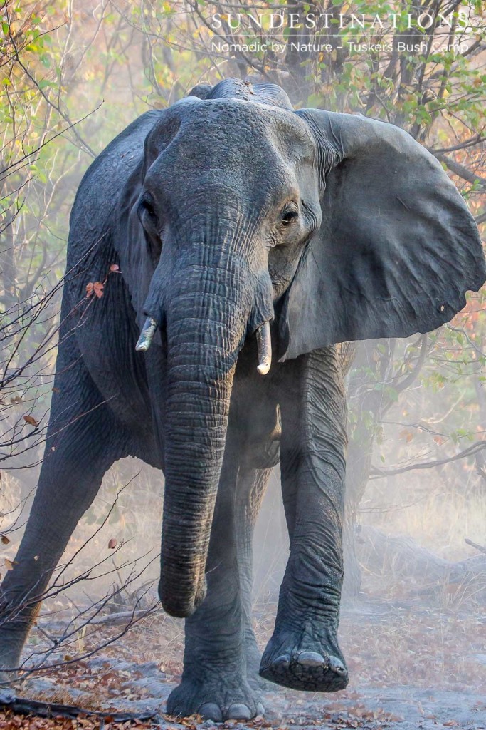 An elephant hurtles through the bush kicking up Moremi dust and creating a wild scene of an African safari