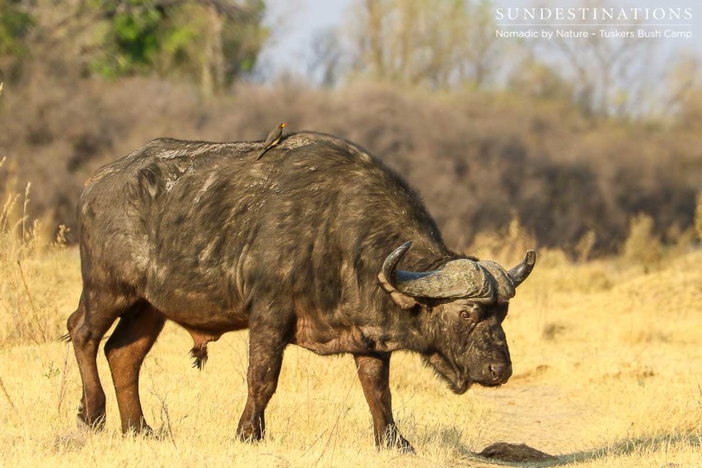 A dagha boy carries his heavy head close to the ground, but it would be foolish to think that an old bull like this can't act with quick flick of his deadly horns... One of Africa's most dangerous animals. 