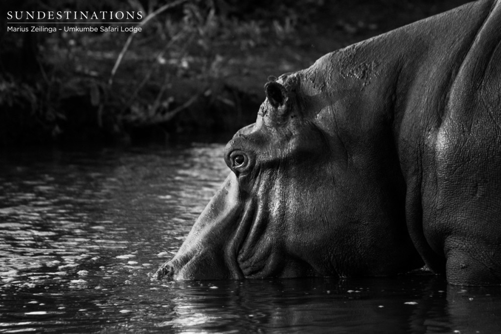 Buffalo and Hippo Share Waterhole at Umkumbe