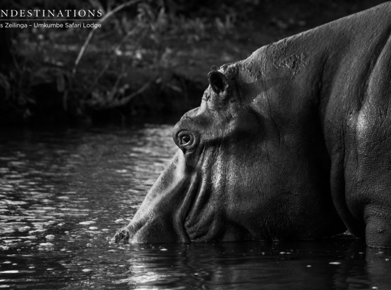 Buffalo and Hippo Share Waterhole at Umkumbe