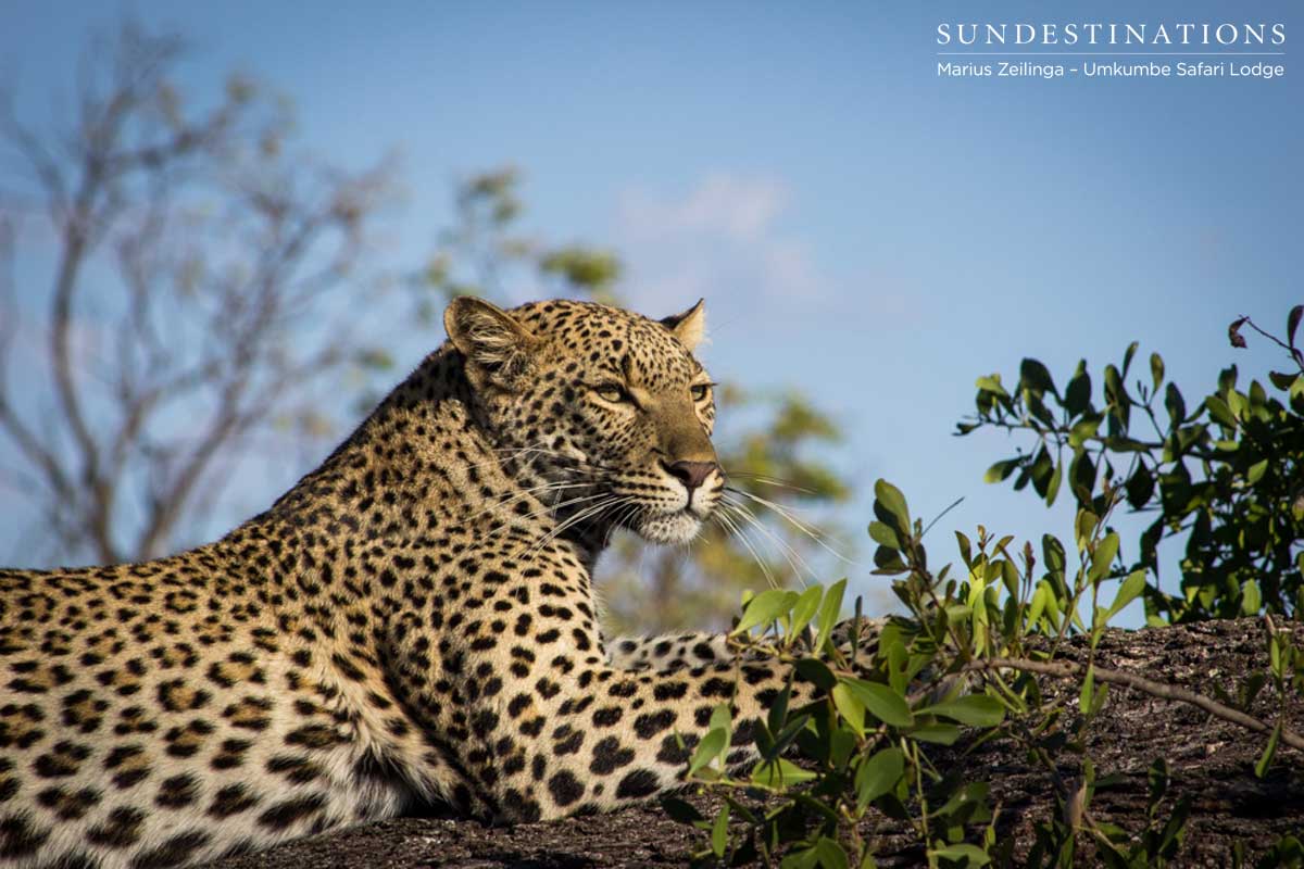Kigelia Leopard Umkumbe