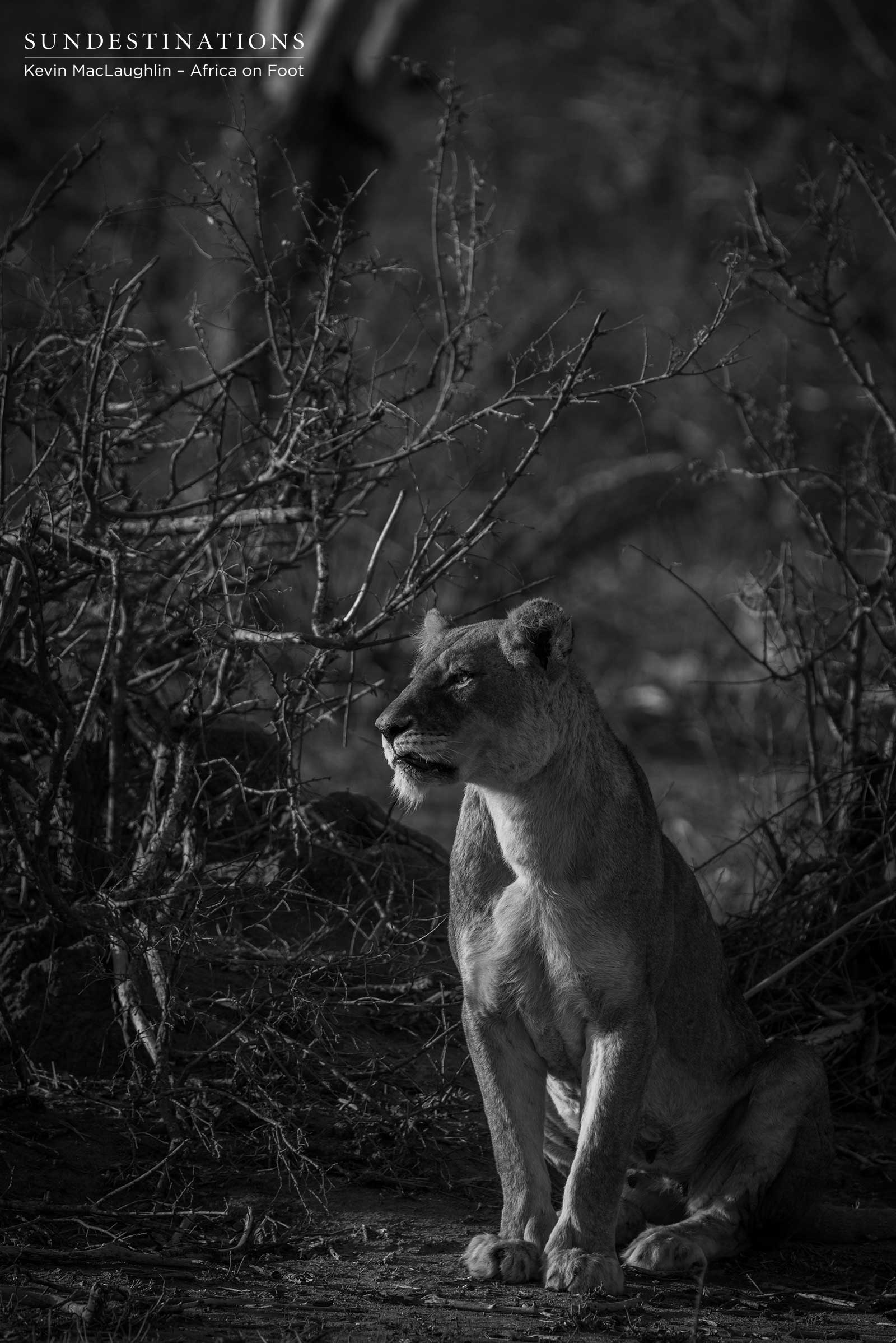 Ross Lioness Africa on Foot