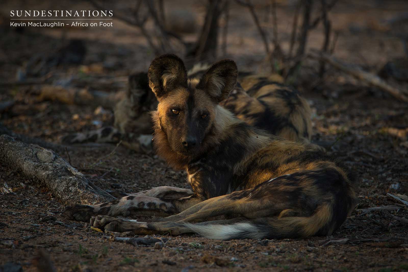Africa on Foot Wild Dogs