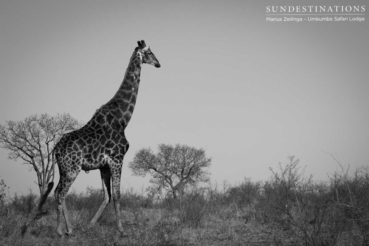 Giraffe - Umkumbe Safari Lodge