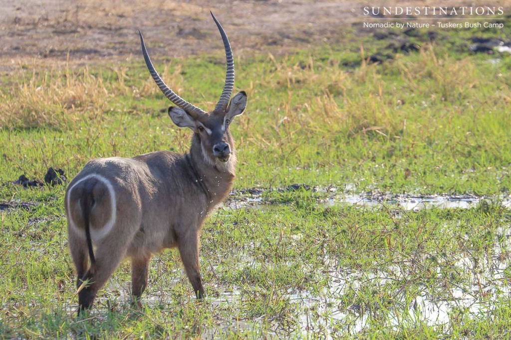 A male waterbuck glances back at the camera as if to pose before turning back to his waterlogged feast of Summer's green grass