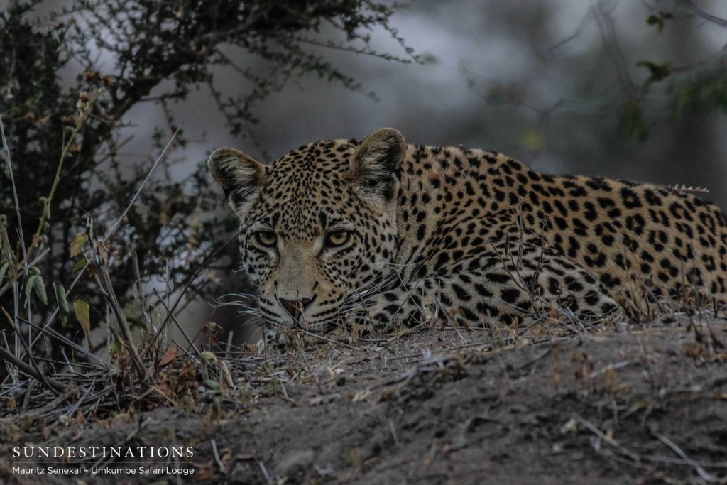 The flawless face of White Dam's male cub with mesmerising golden eyes and an air of confidence in his territory