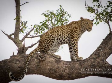 Out of all the leopards whose territories criss-cross through the Umkumbe Safari Lodge traverse in the Sabi Sand, we’ve managed to whittle down the list to a ‘top 5’ for today’s leopard showcase! This region of the Greater Kruger is famous for unbeatable leopard sightings, and rightfully so. There is just no place like the […]