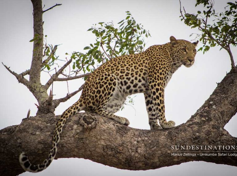 5 Leopards to See at Umkumbe Safari Lodge