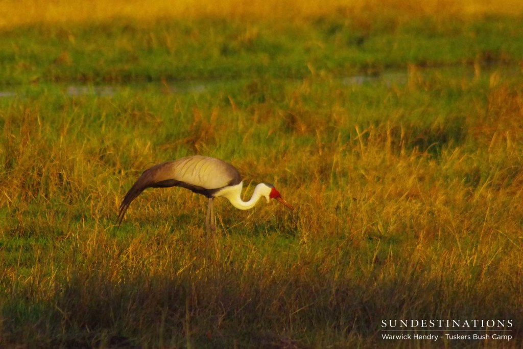Wattled crane seen in breeding pairs at Khwai Riverfront