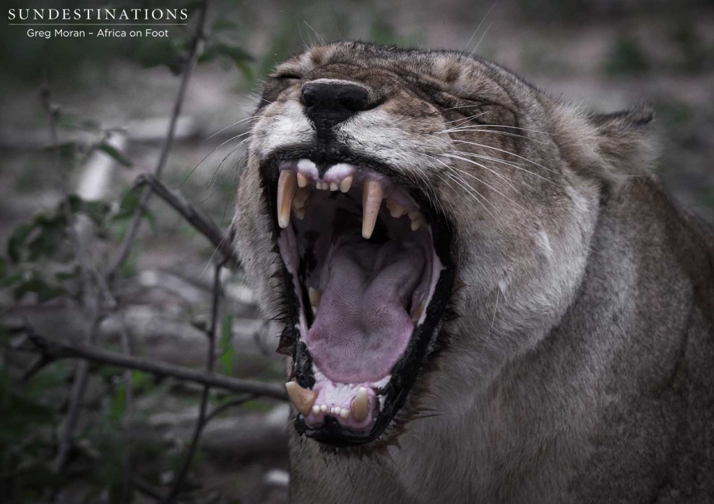 Ross Breakaway lioness resting in the heat of the afternoon