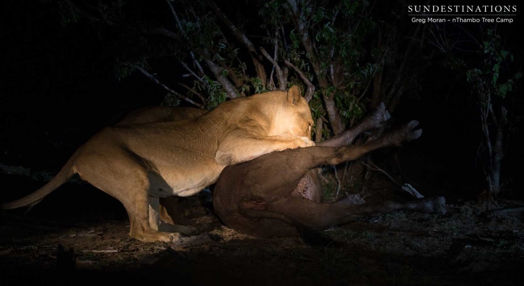 Lions making the kill