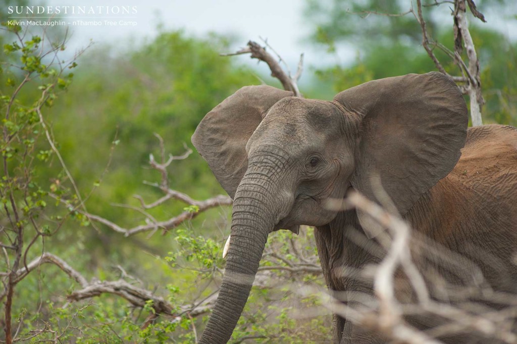 Mother elephant looks distressed and alert as the predators begin to move in on her stillborn calf