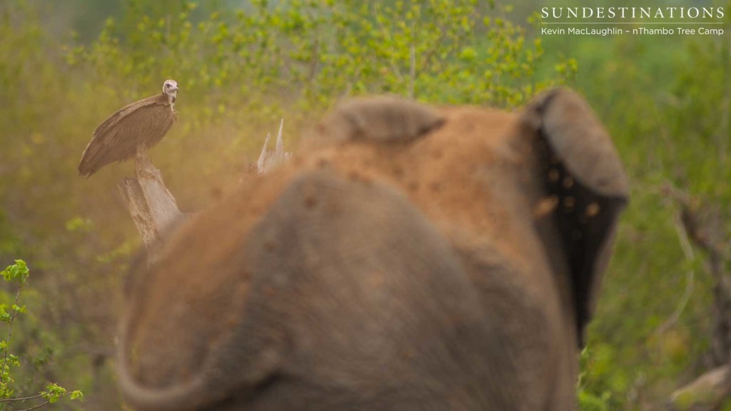 The mother elephant caked herself in dust and dirt to try and intimidate the scavenging predators