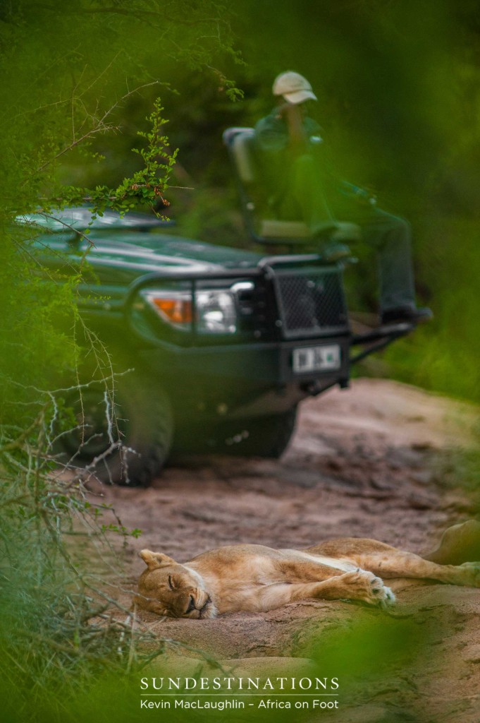 Lazy lionesses before the buffalo stumbled into their territory...