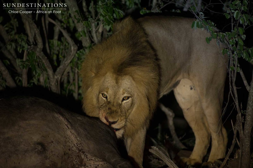 Mapoza male feeding on the recently killed buffalo