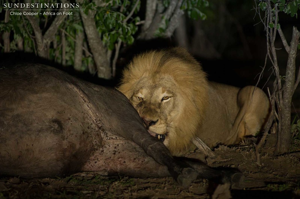 Mapoza male feeding on the recently killed buffalo