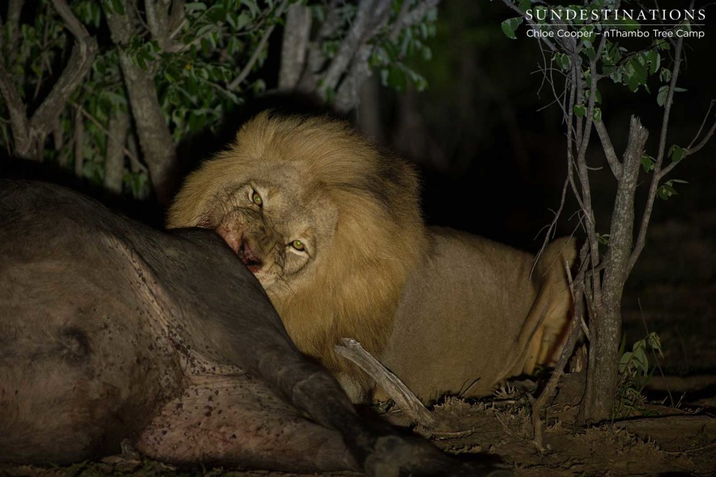 Mapoza male feeding on the recently killed buffalo