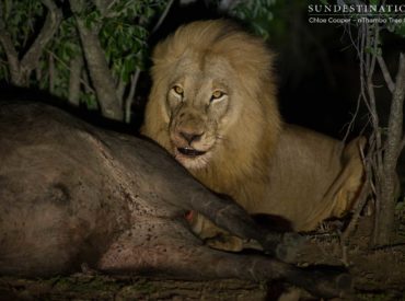 After catching up with the Breakaway lionesses and one Mapoza male yesterday morning looking decidedly lazy and content with sleeping all day, we were hoping the cooler evening hours would coax them into action. Well, action was what we got! Afternoon game drive took a dramatic turn at Africa on Foot and nThambo Tree Camp […]