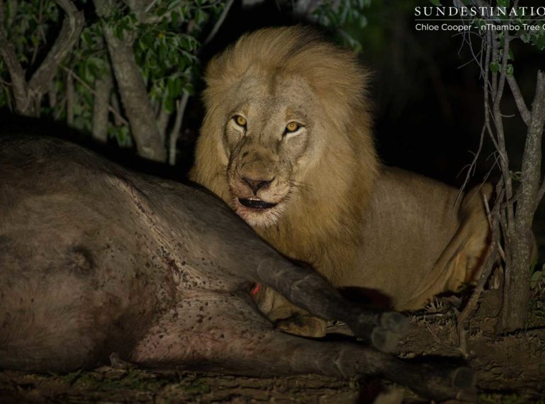 VIDEO: Front Row Seats at a Lion Kill in Klaserie