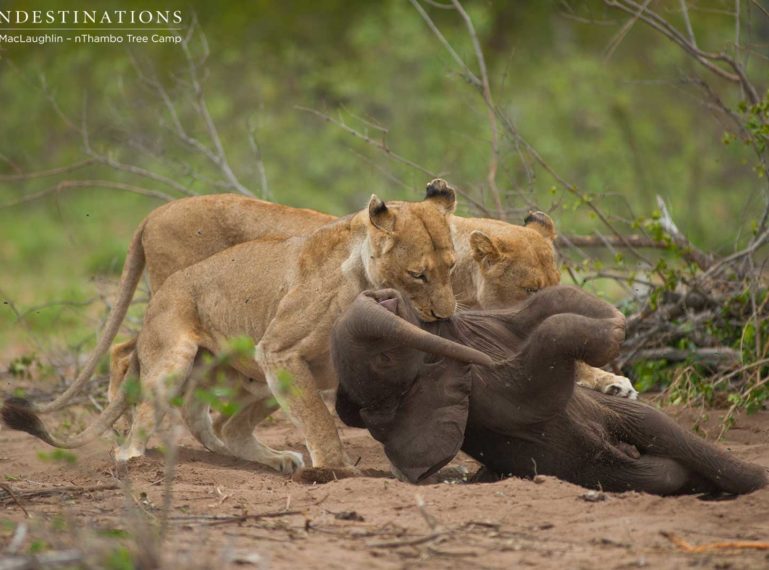 Lionesses Prey on Stillborn Elephant Calf